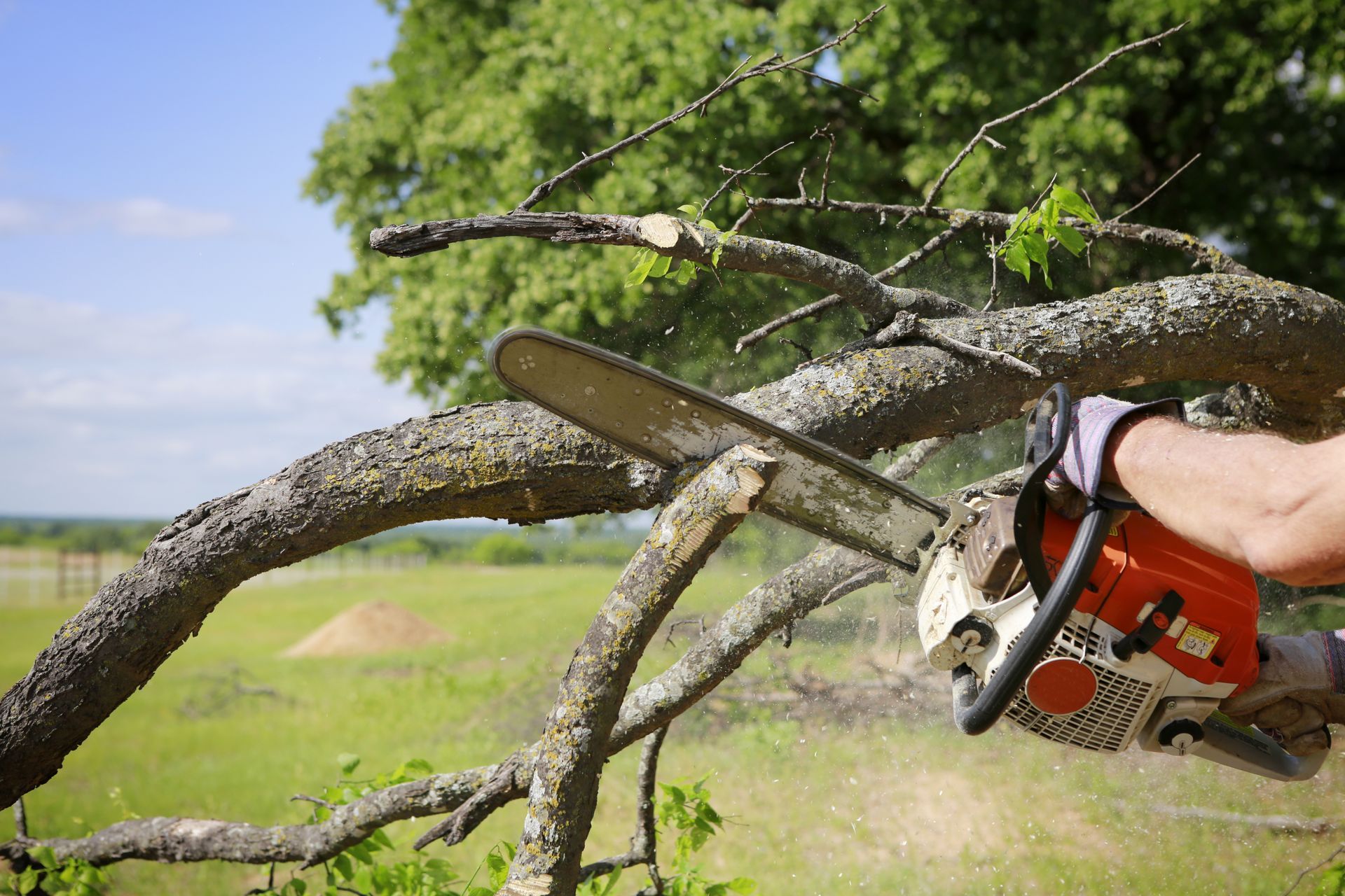 Tree Cutting Service