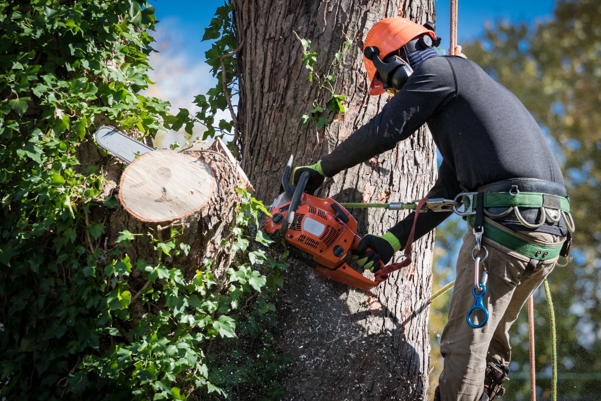 Tree Removal Service Man