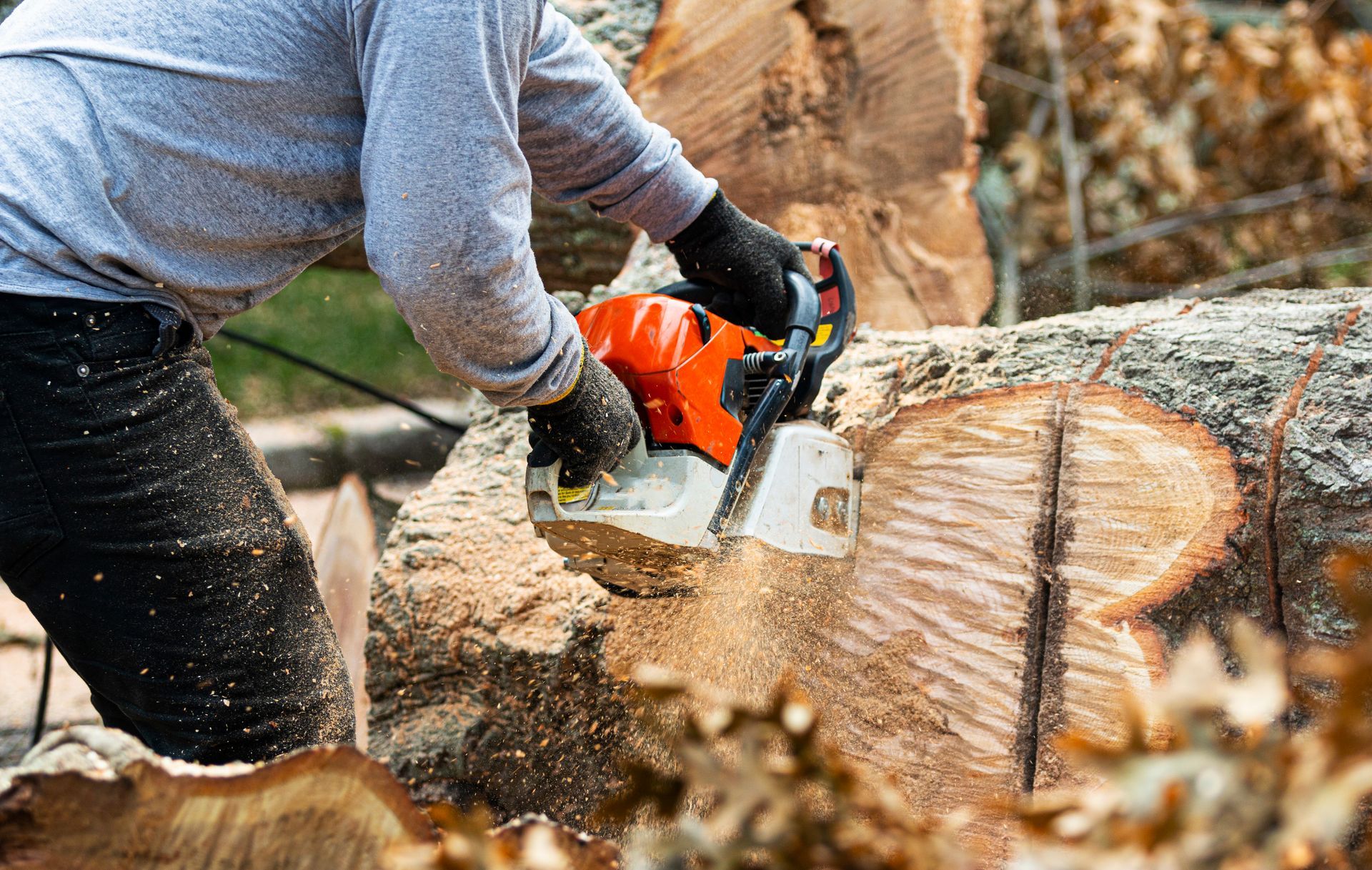 Man Cutting A Large Tree