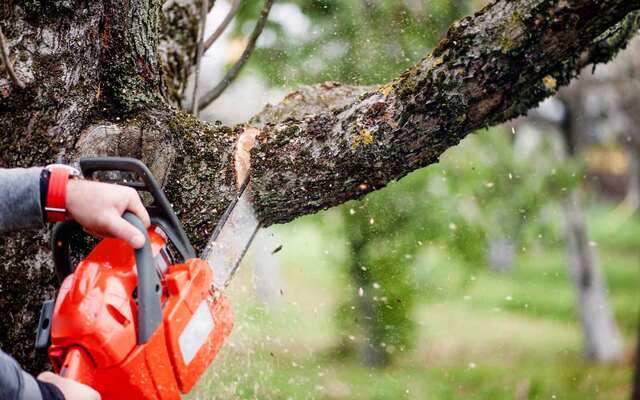 Arborist using a chainsaw to safely take down a tree
