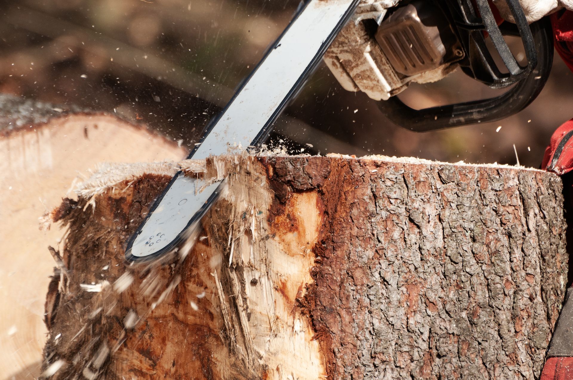 Large Stump Removal