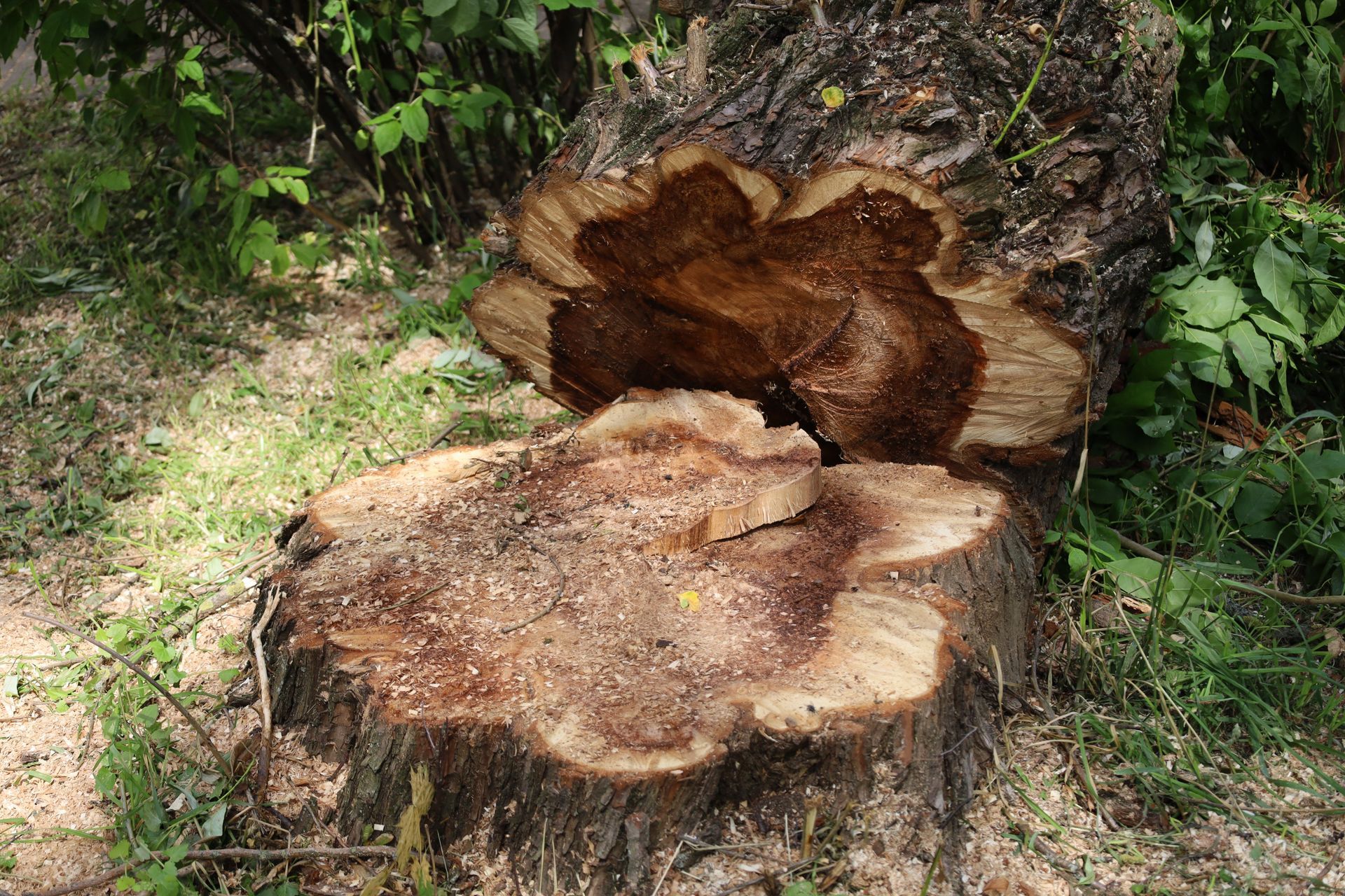 Tree Stump