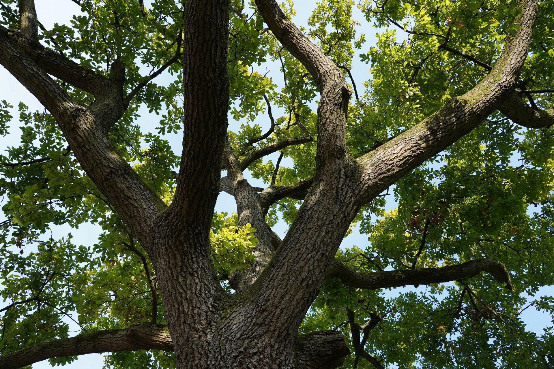 Large Tree