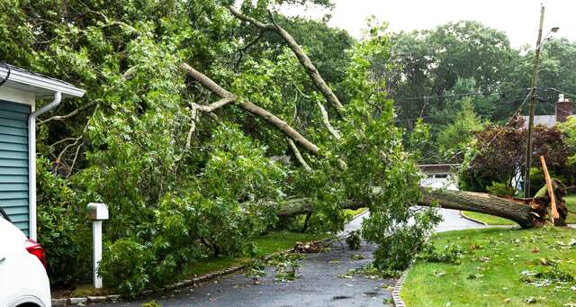 Fallen tree blocking a driveway after a storm with power lines sagging under the weight
