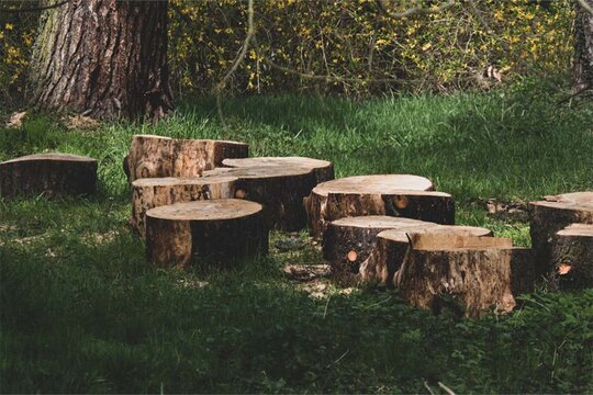 Multiple freshly cut tree stumps in a grassy field showing completed removal work