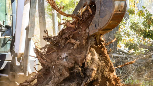 Excavator lifting a massive tree stump with full root system exposed during large-scale removal