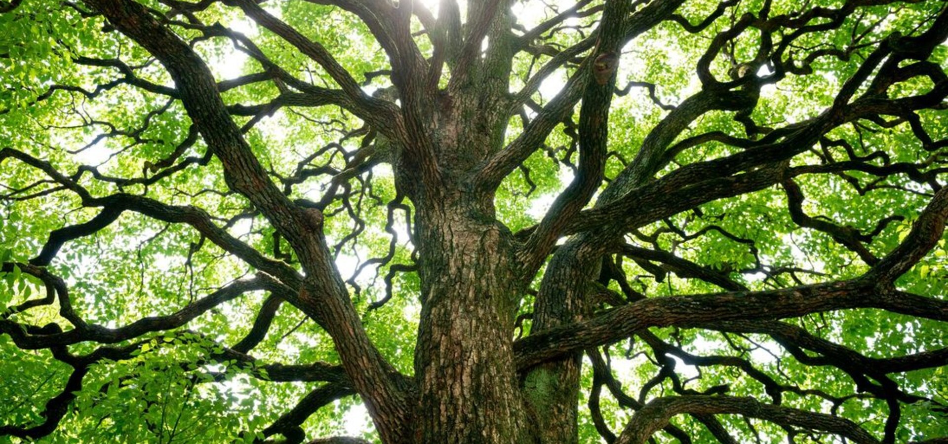Majestic oak tree with sunlight streaming through its branches, a mature canopy filling the sky